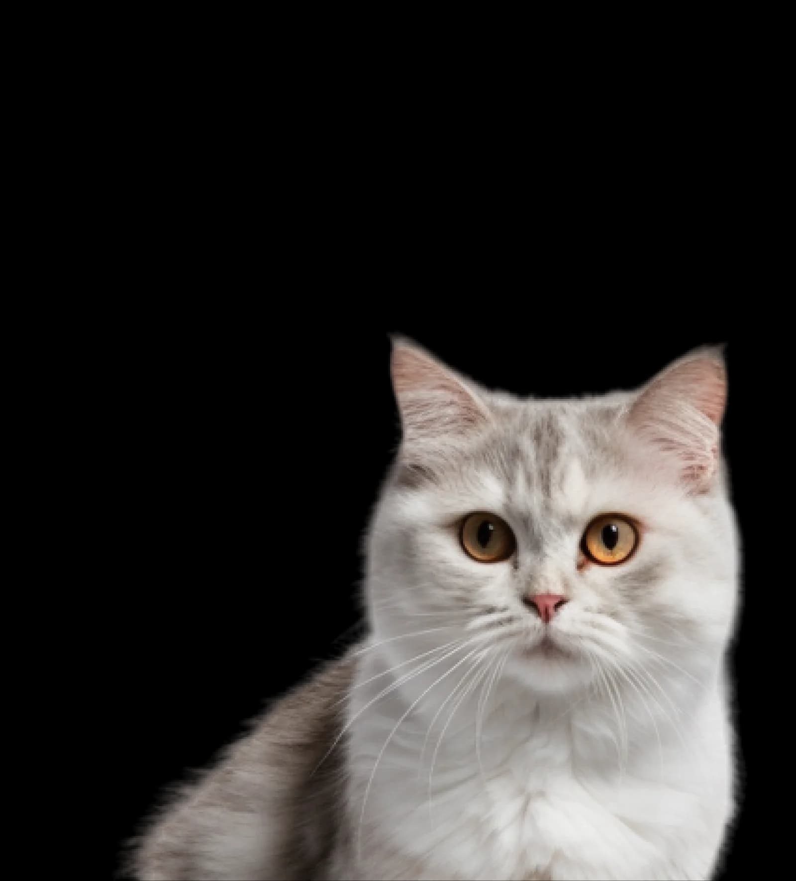 Cat Soft Toy – Cozy and Fun Toys Available at Catshoponline