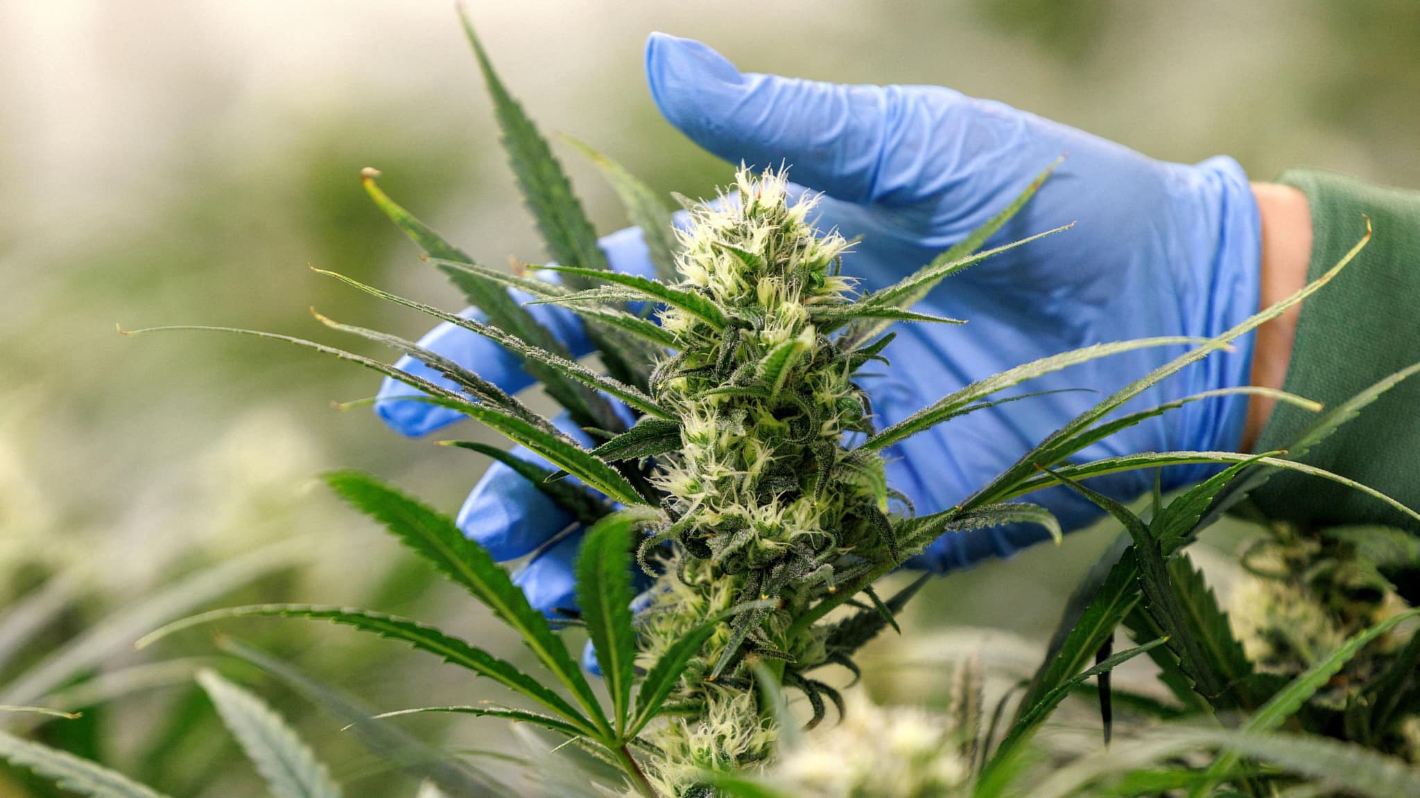 Csc hamburg – Bio-Cannabis aus kontrolliertem Anbau