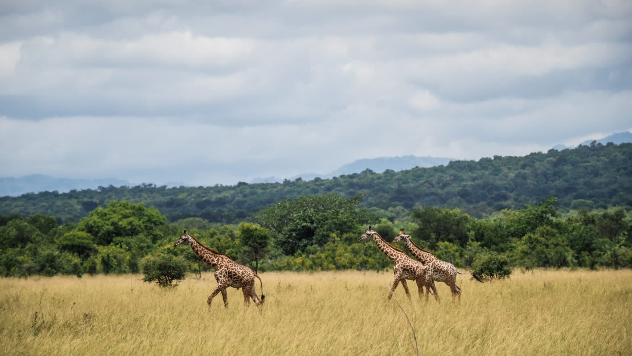 Mikumi National Park Tanzania Safari Tours: Compare Prices &amp; Destinations