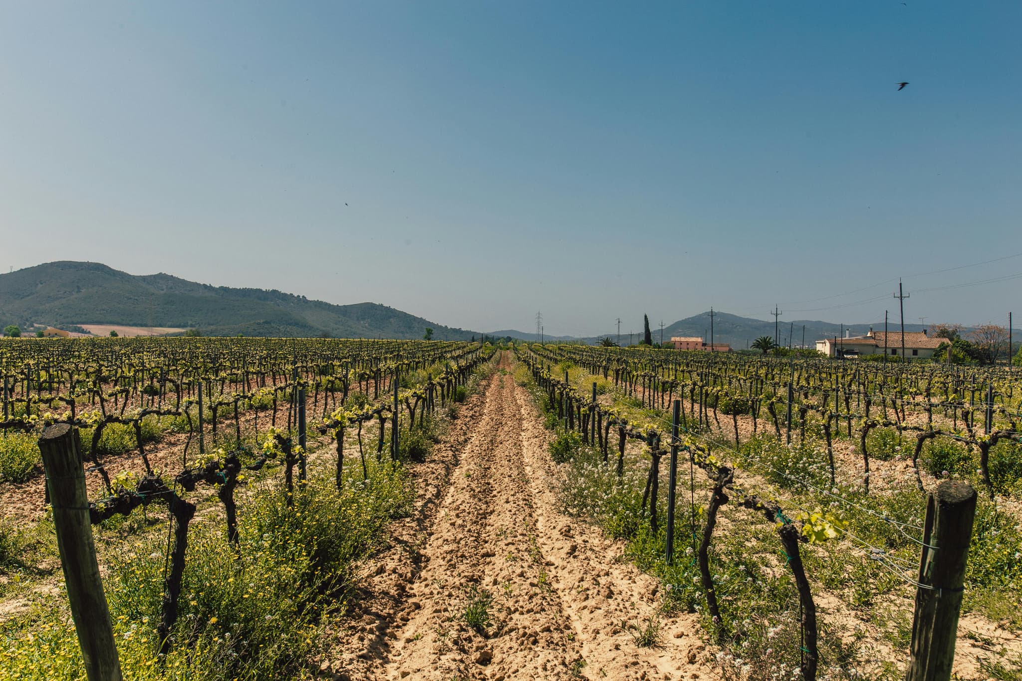 A Wine Lover’s Perfect Day Trip to Clarksburg CA