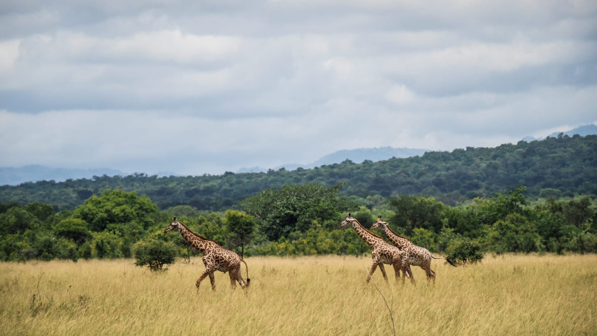 Mikumi National Park Tanzania Safari Tours: Compare Prices &amp; Destinations