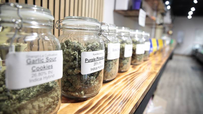 Légalité et Cultivation du canabis espagne : Tout ce que vous devez savoir