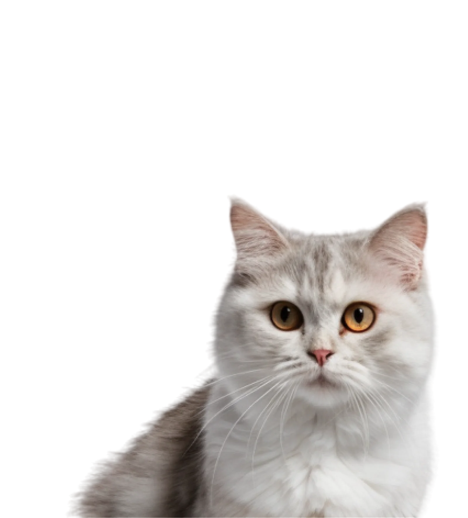 Cat Soft Toy – Cozy and Fun Toys Available at Catshoponline