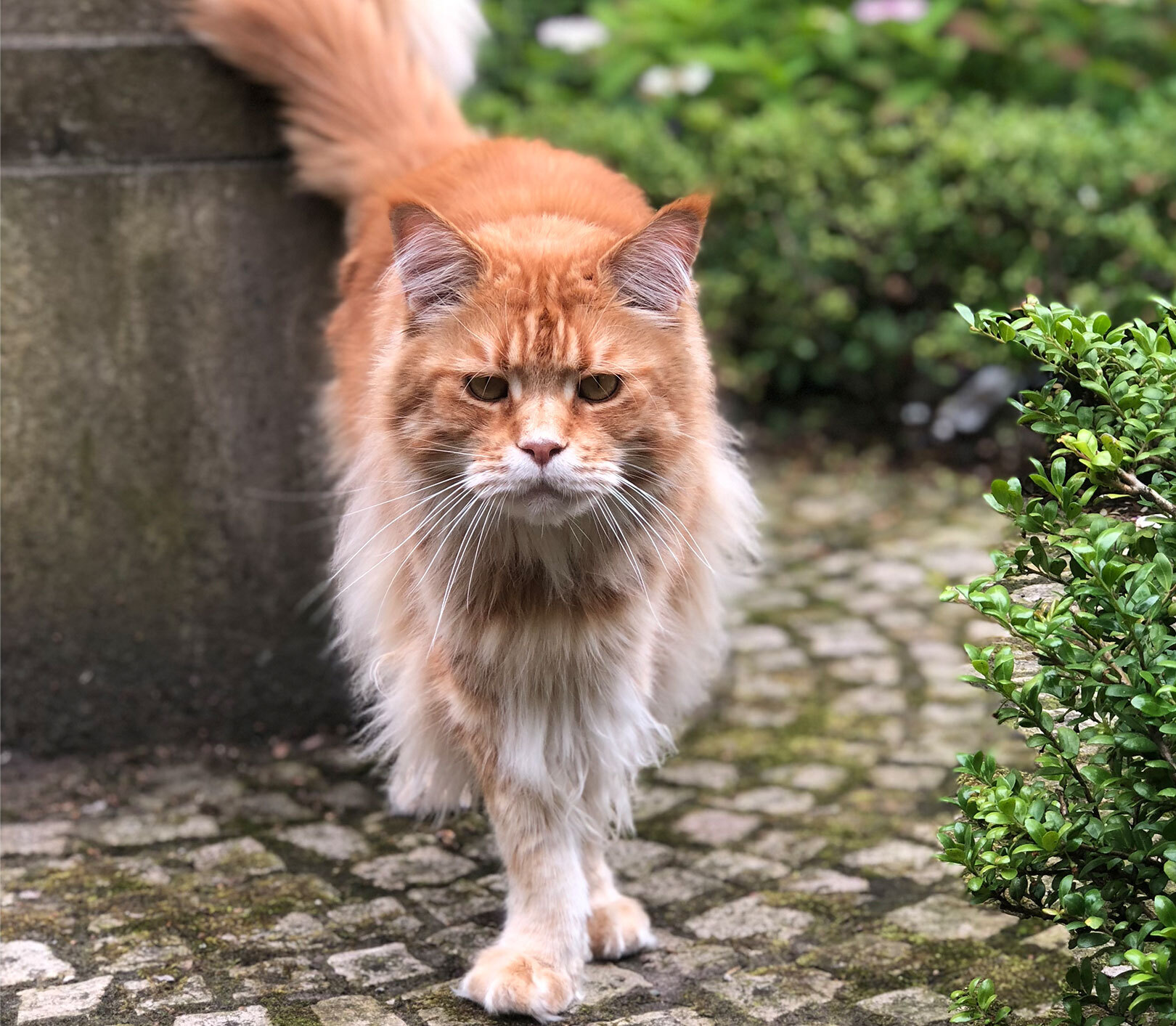 Meet Your New Best Friend – Maine Coon Kittens Sacramento