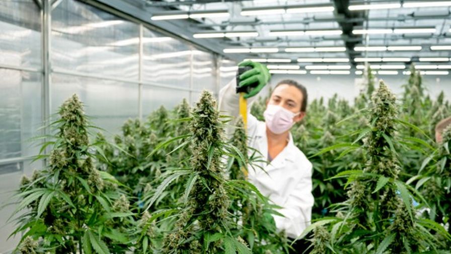 Private Cannabis Club | Exclusive Memberships via Clubs Cannabis Madrid
