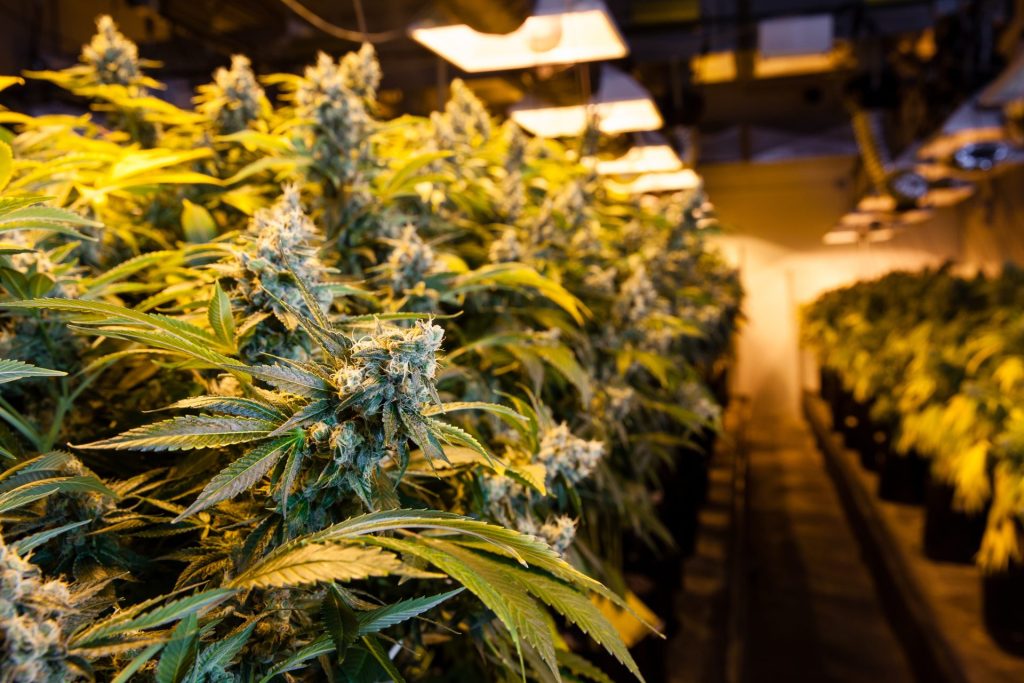 Skittles Strain Flavor Bursts at Bud Cargo – High-Quality Craft Flower Online