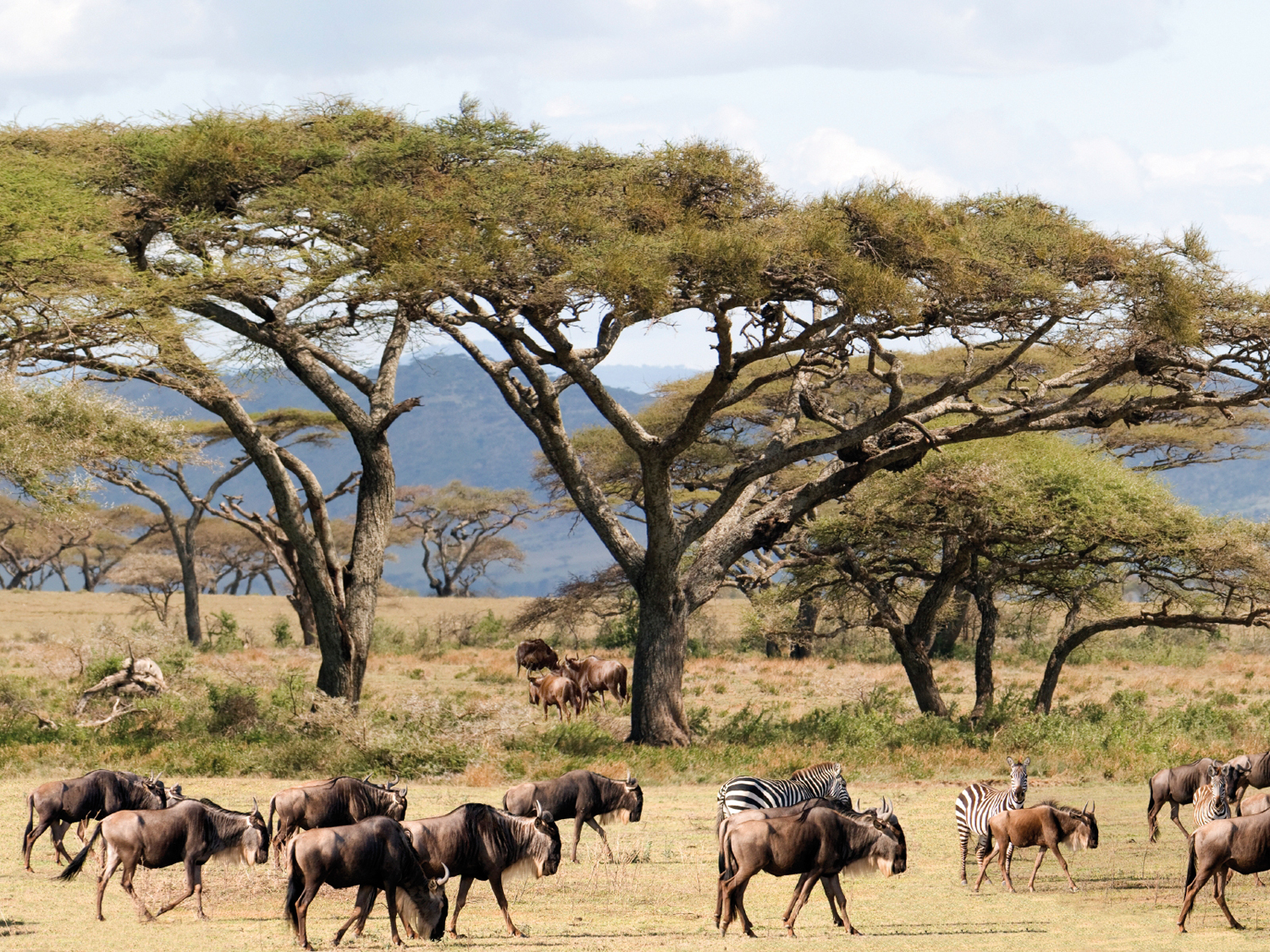 Planning the Perfect Kenya Tanzania Safari Experience