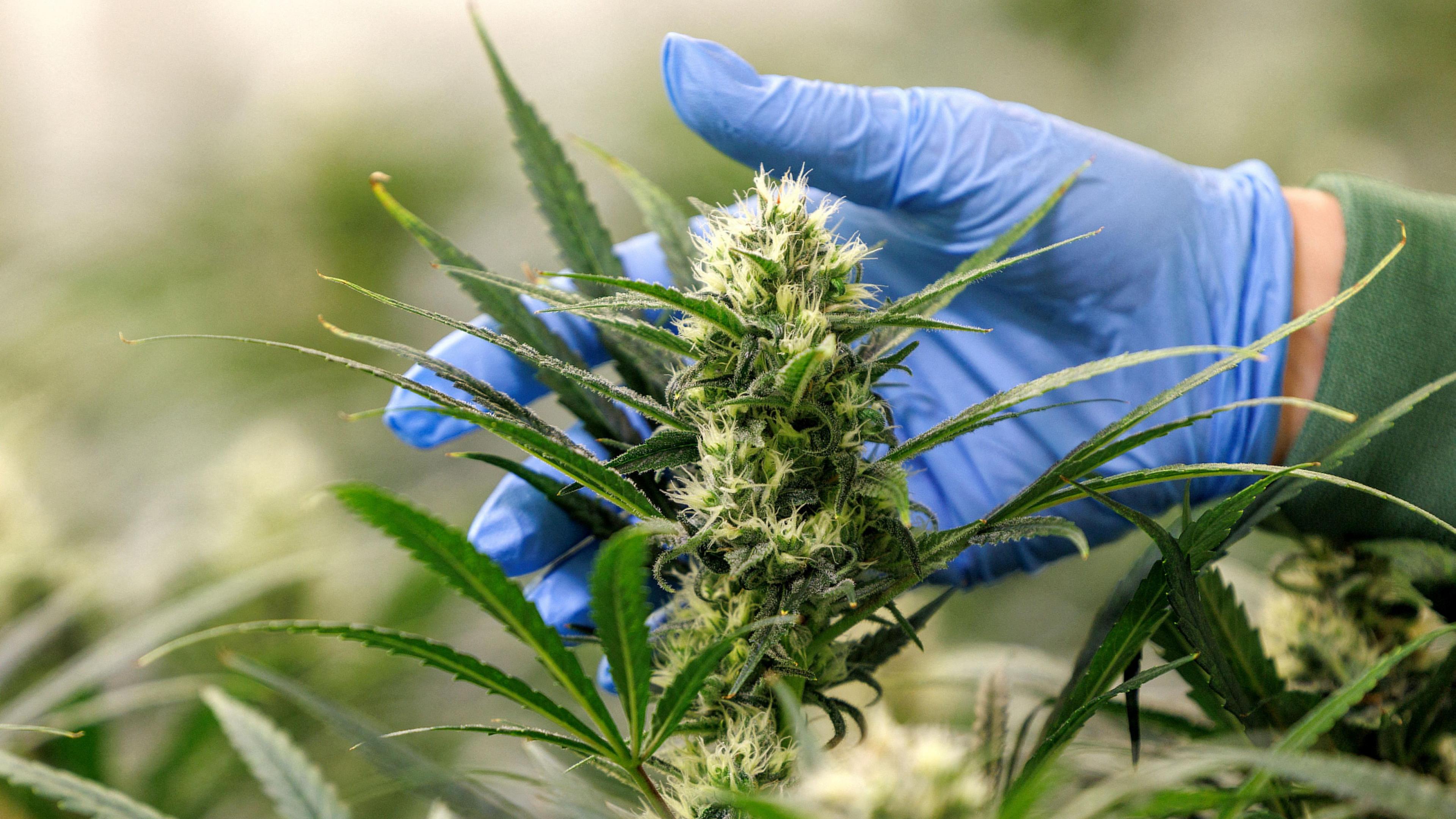 Csc hamburg – Bio-Cannabis aus kontrolliertem Anbau