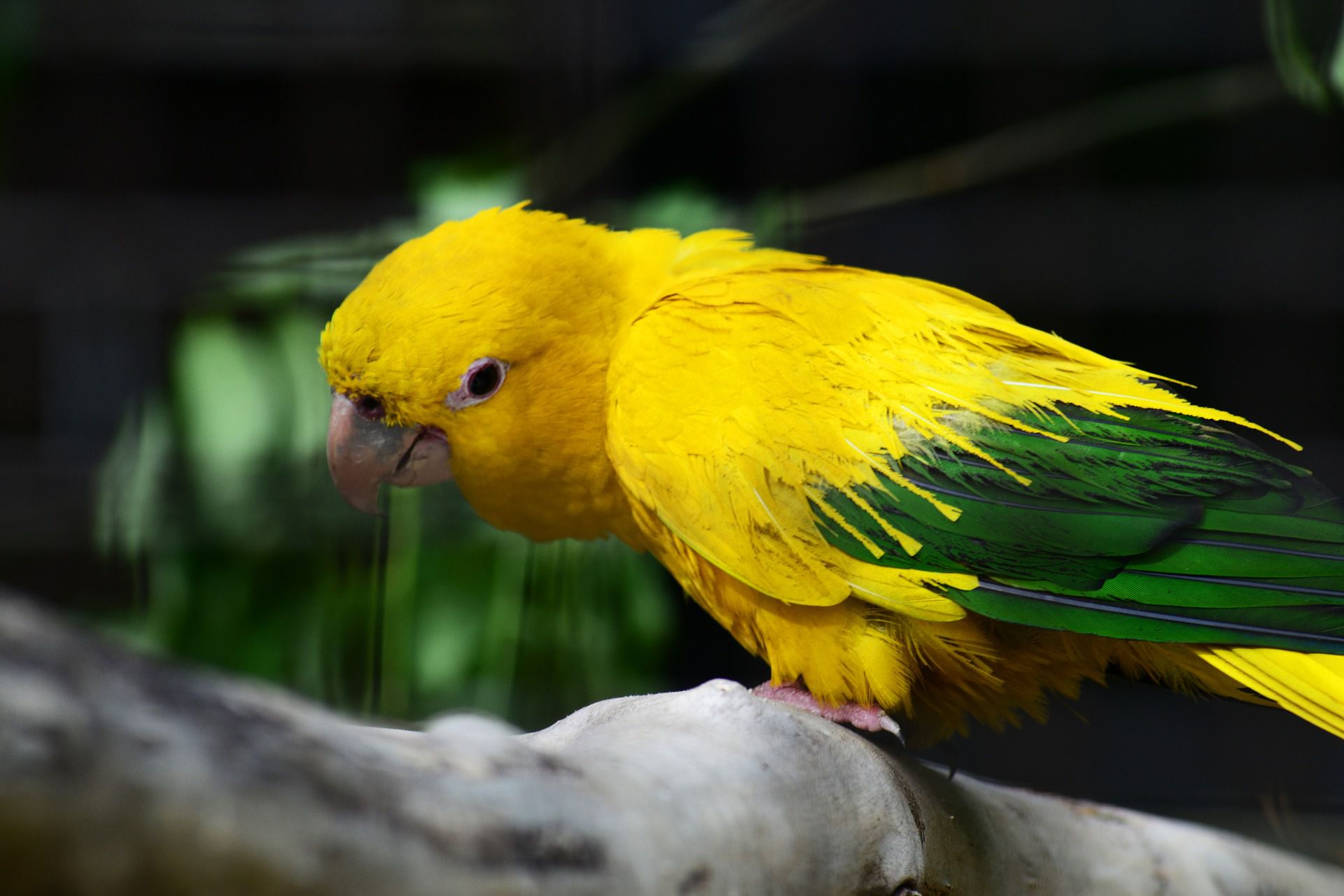 Parrots for Sale – Fertile Eggs Available at Amazing Birds Farm