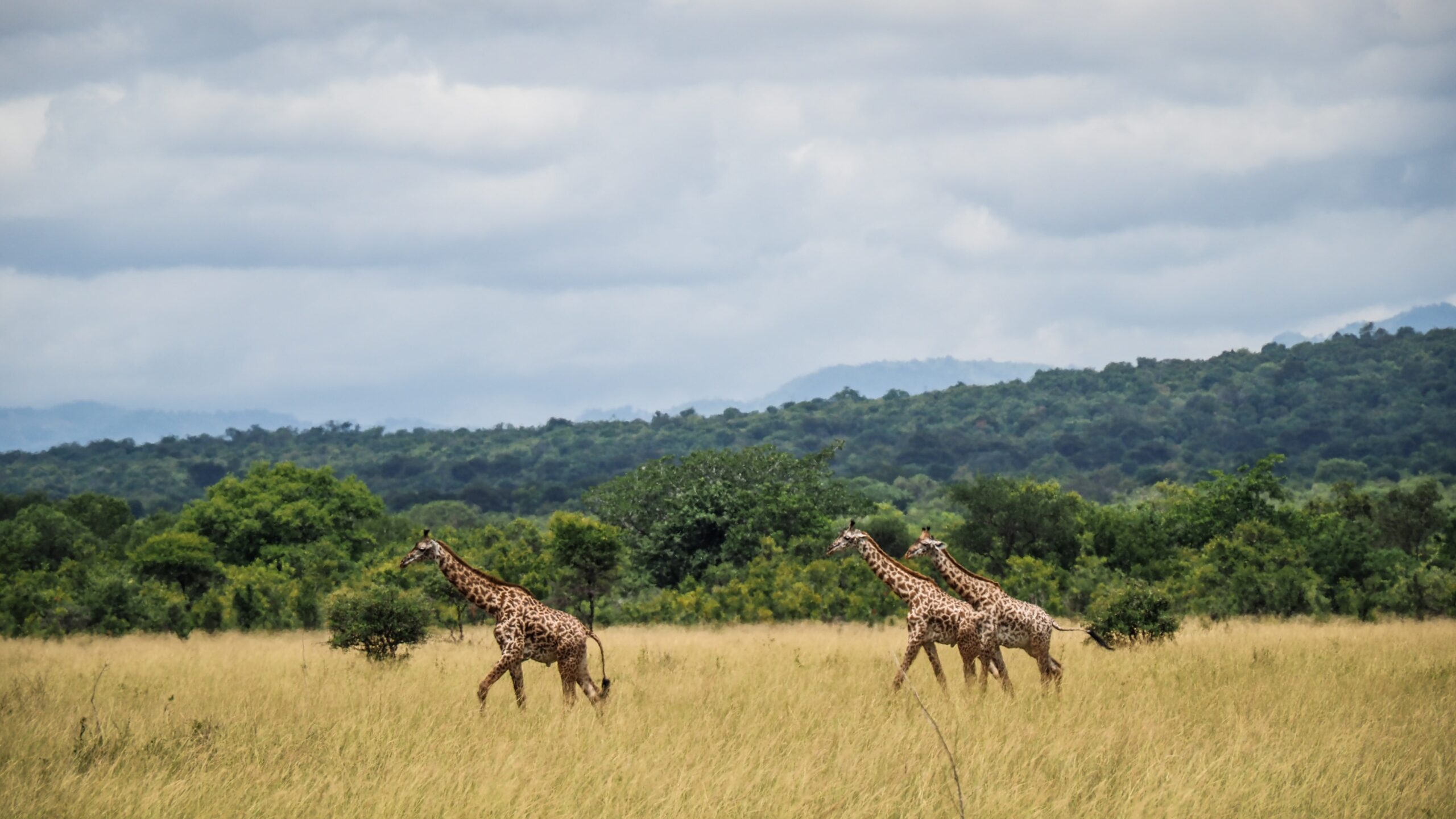 Mikumi National Park Tanzania Safari Tours: Compare Prices &amp; Destinations