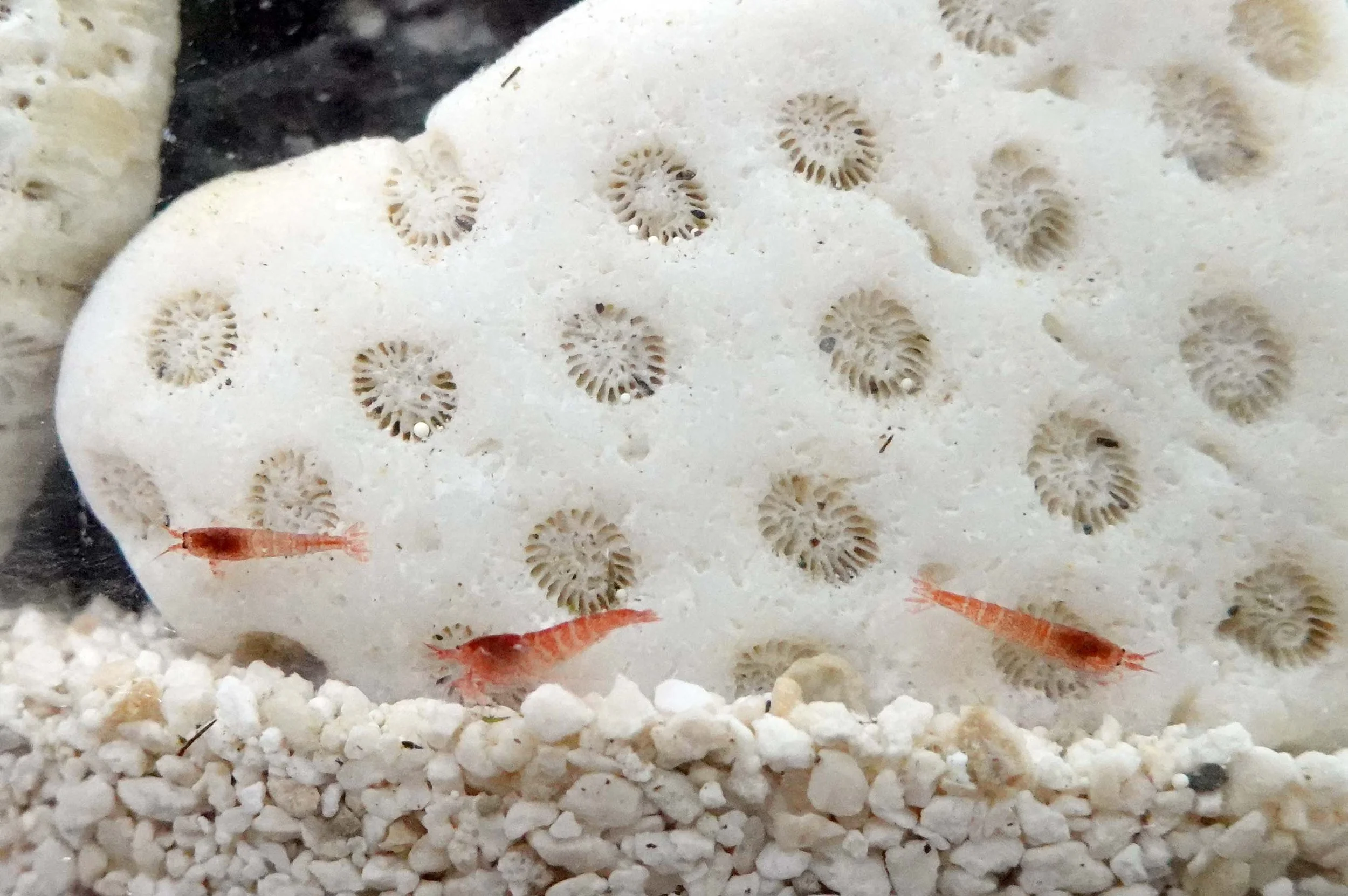 Opae Ula from Hawaii | Self-Sustaining Shrimp Ecosystems