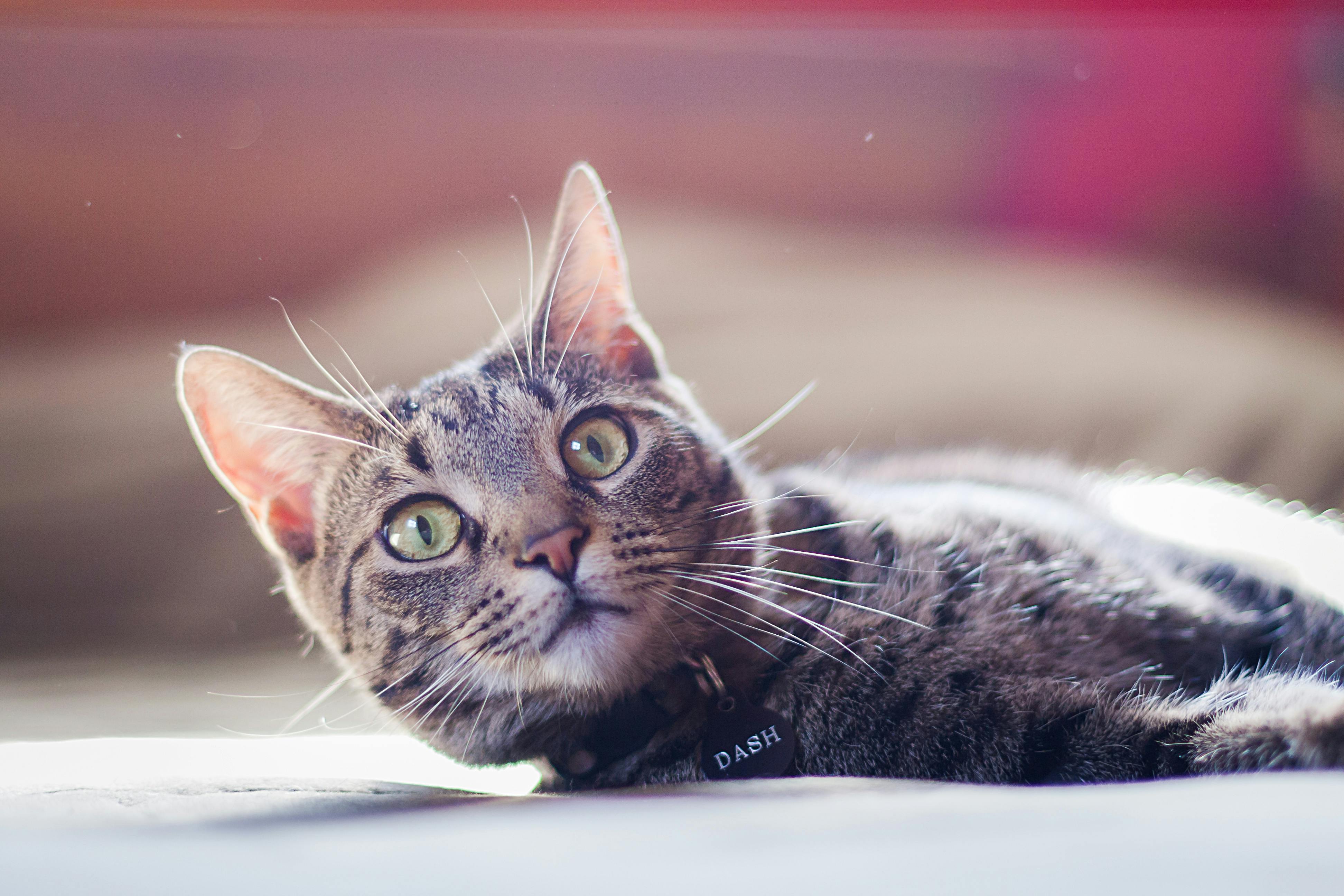 Maine Coon Cats for Sale – Find Your Forever Companion Now