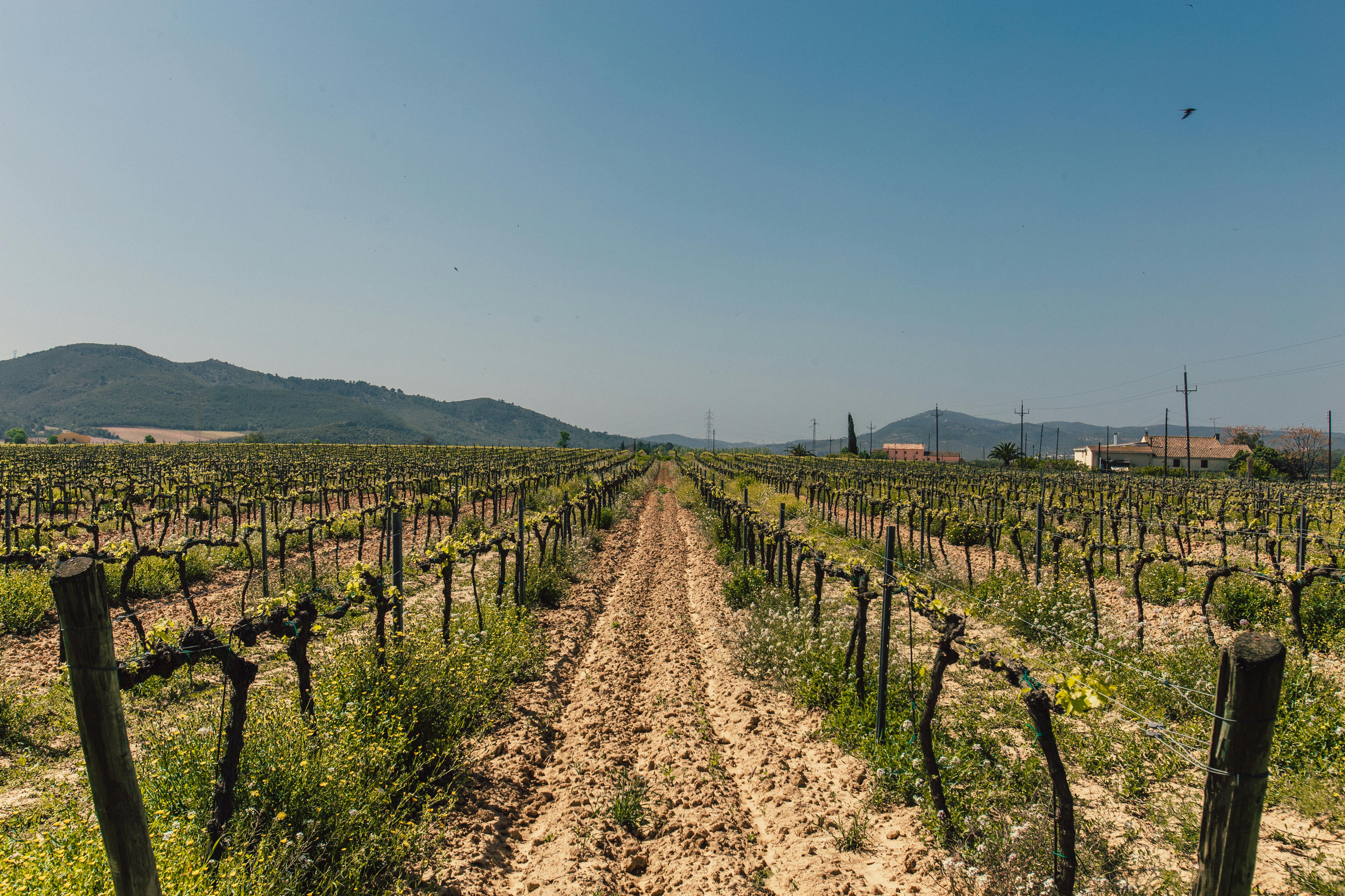 A Wine Lover’s Perfect Day Trip to Clarksburg CA