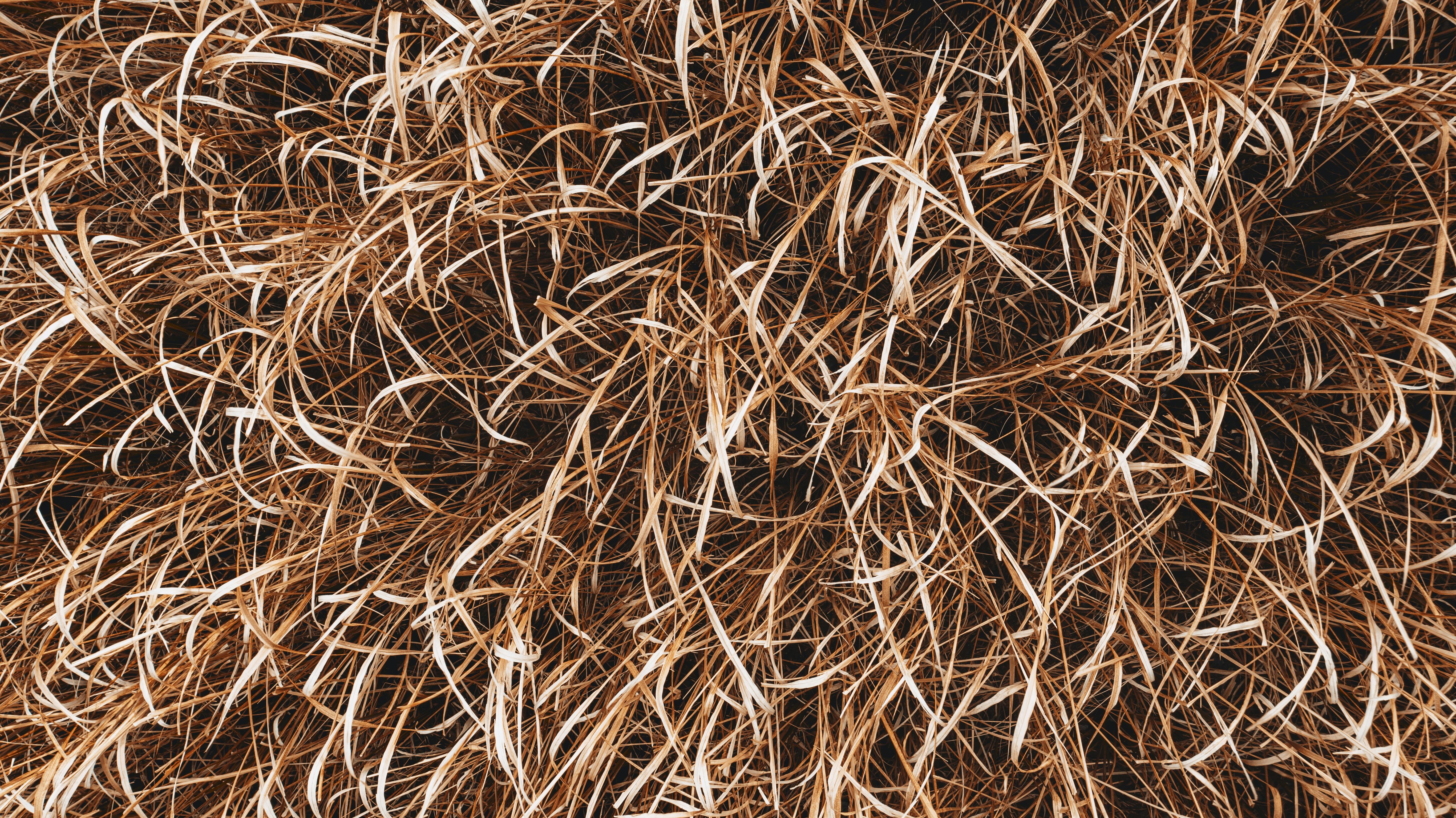 Trusted Wood Chips Supplier Greece: Quality and Reliability Guaranteed