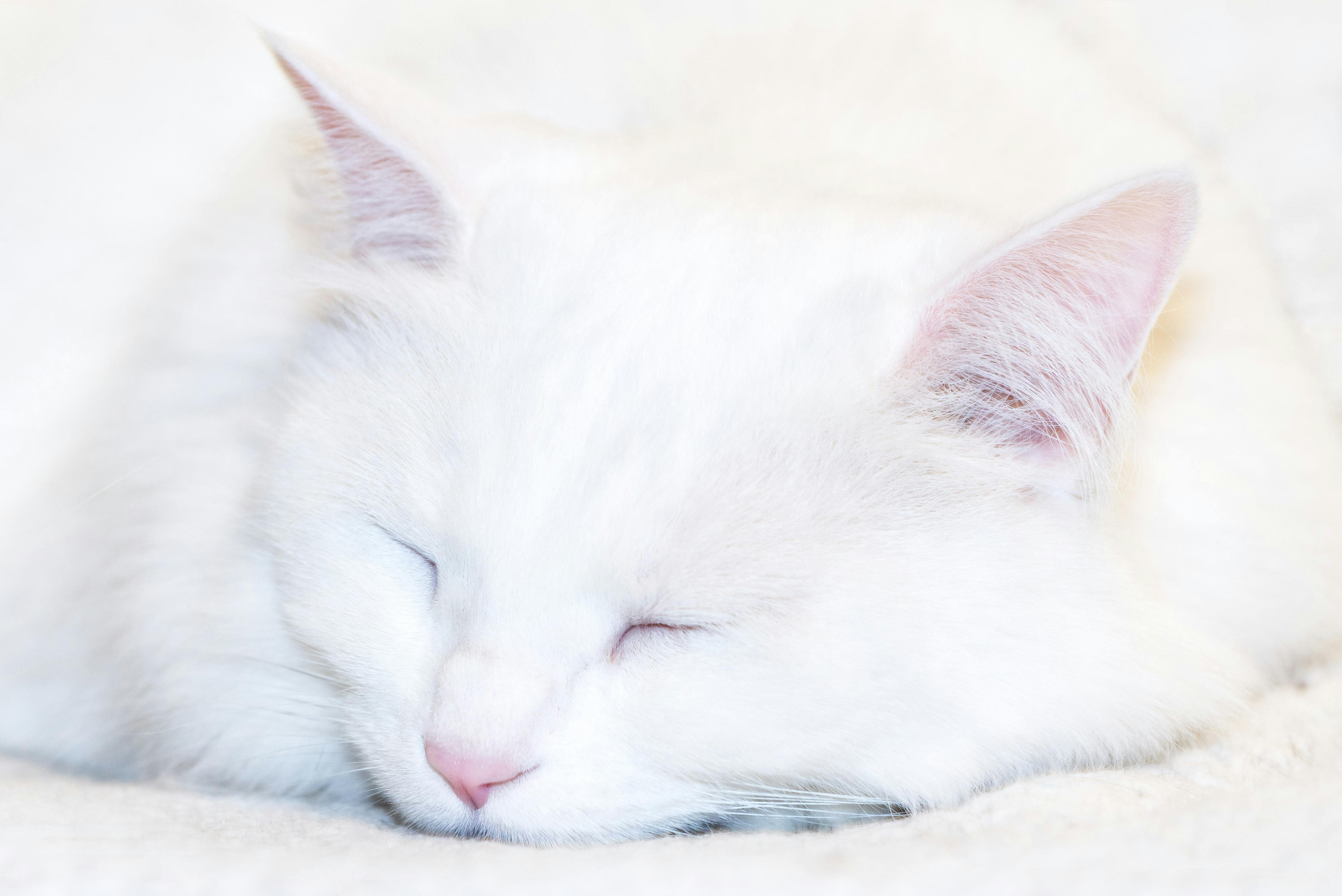 Maine Coon Cats for Sale Sacramento Area – Giant, Gentle Companions