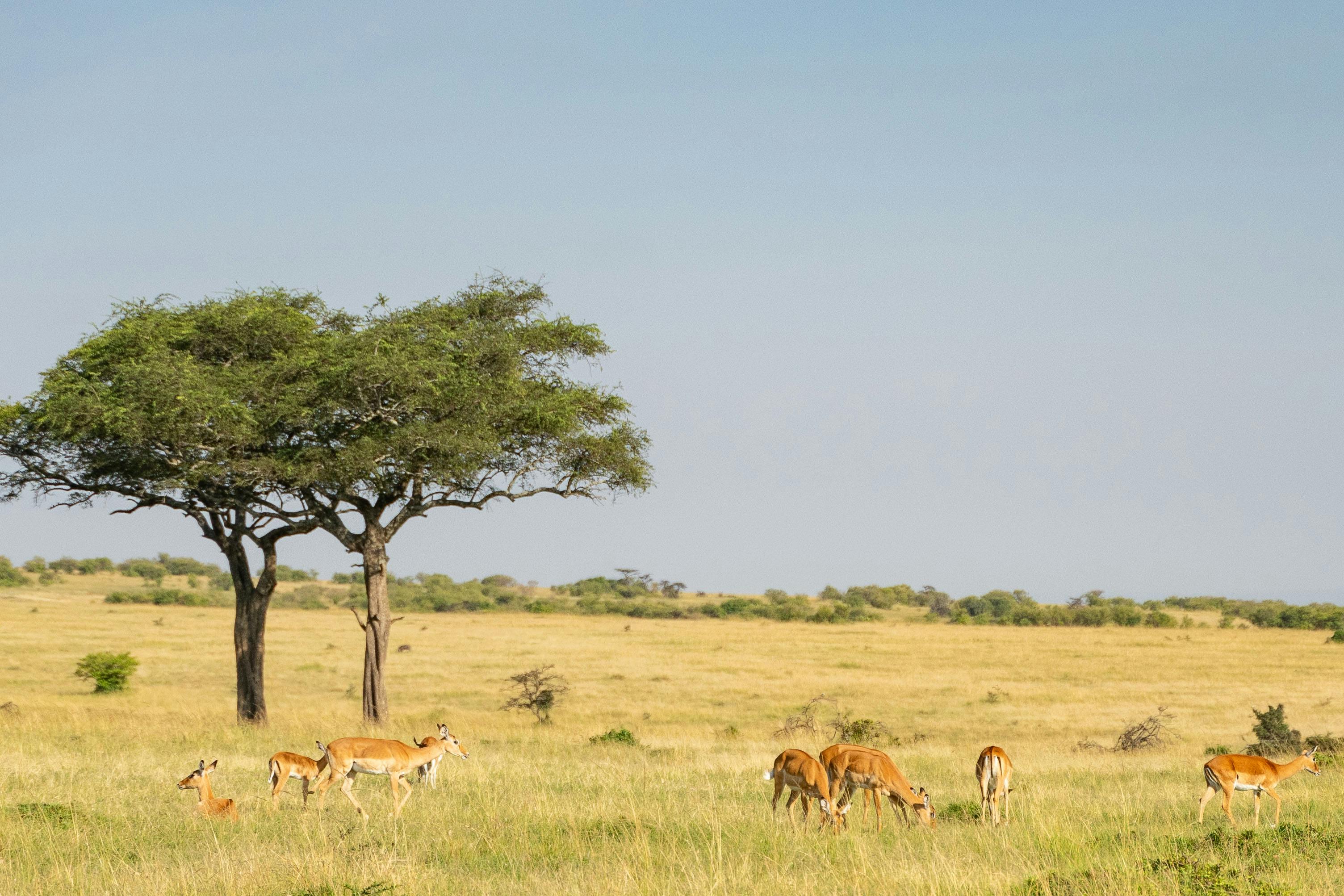 Explore Tanzania Safari Destinations: Serengeti, Ngorongoro &amp; More