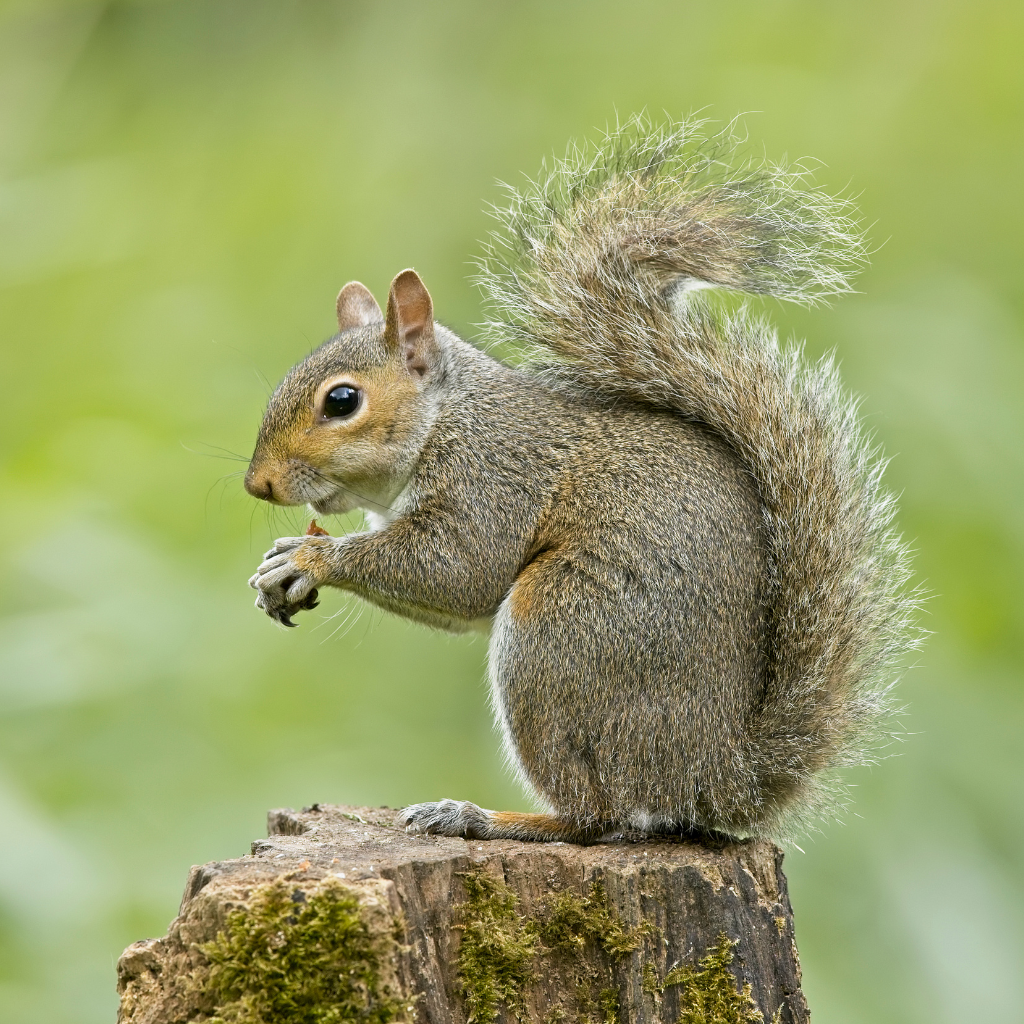 Professional Squirrel Removal Near Me for Homes and Offices